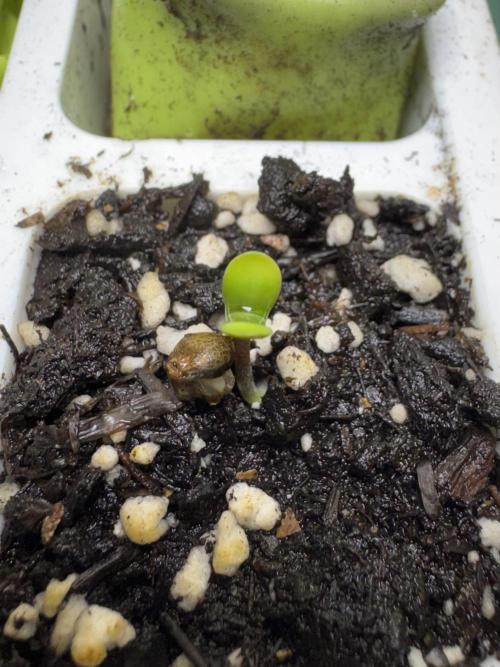 Sticky Broccoli Auto-Zamnesia. Week 0