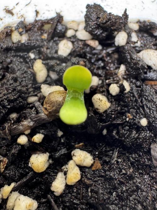 Sticky Broccoli Auto-Zamnesia. Week 0