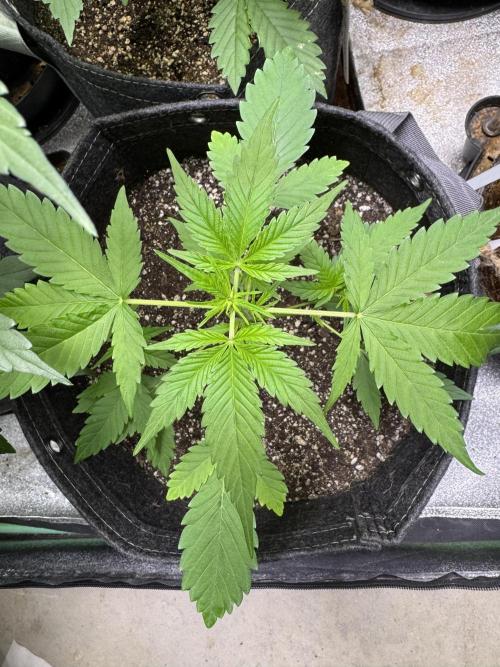 Purple Tangie Auto - Supernatural Seeds. Week 5