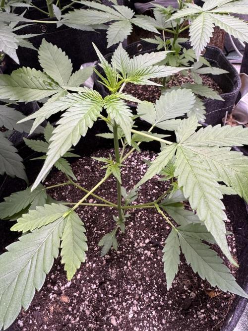 Purple Tangie Auto - Supernatural Seeds. Week 5