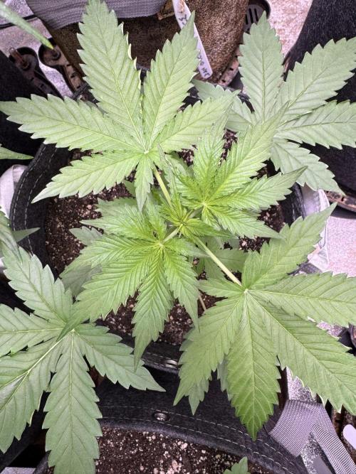 Wild Strawberry F1 Auto Run 2-TasteBudz. Week 4