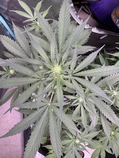 Sour Apple X Strawberry Gorilla Auto. Week 6