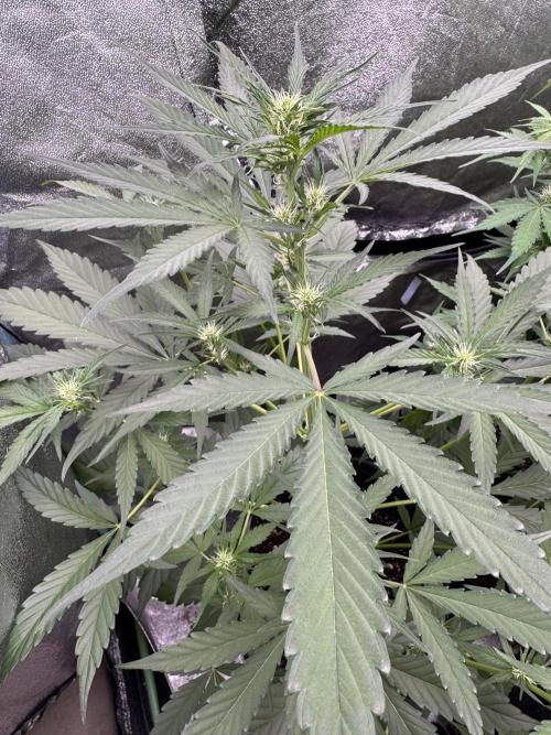 Sour Apple X Strawberry Gorilla Auto. Week 6