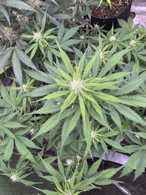 Apple Betty Auto from Herbies Seeds. Week 8