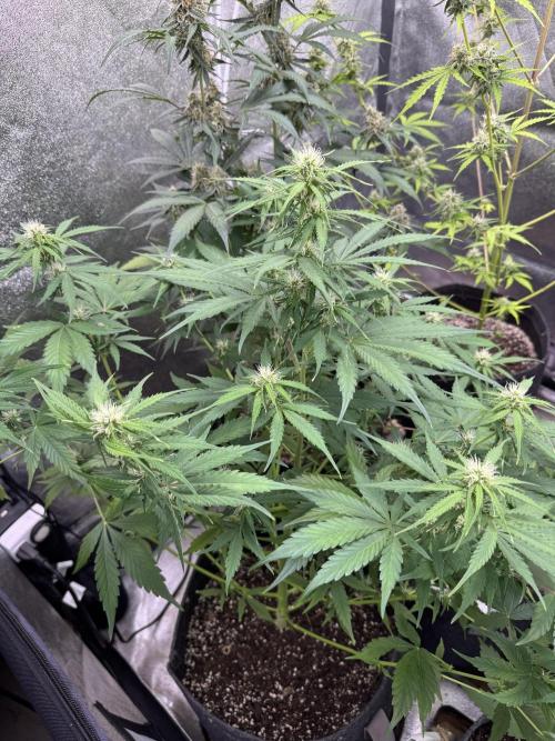 Apple Betty Auto from Herbies Seeds. Week 8