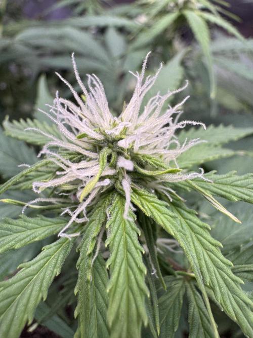 Apple Betty Auto from Herbies Seeds. Week 8