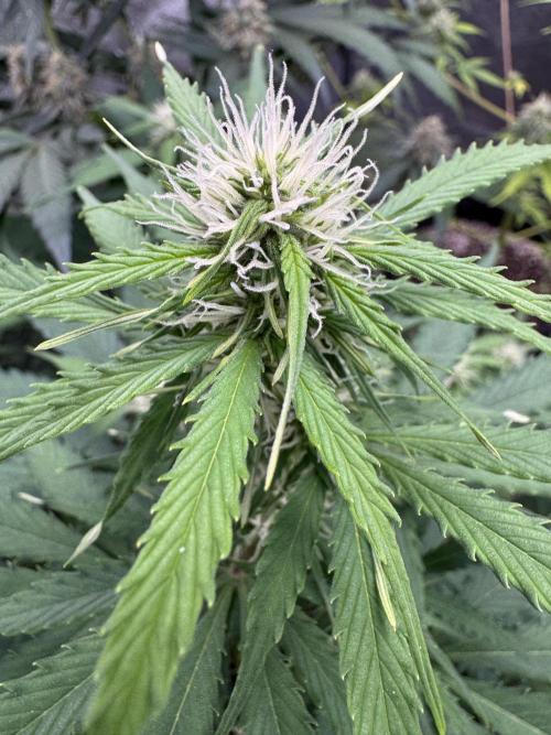 Apple Betty Auto from Herbies Seeds. Week 8