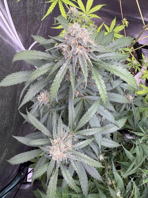 Wurlz F1 Autoflower - Zamnesia Seeds. Week 10