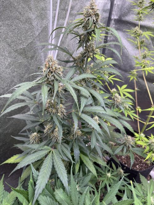 Wurlz F1 Autoflower - Zamnesia Seeds. Week 10