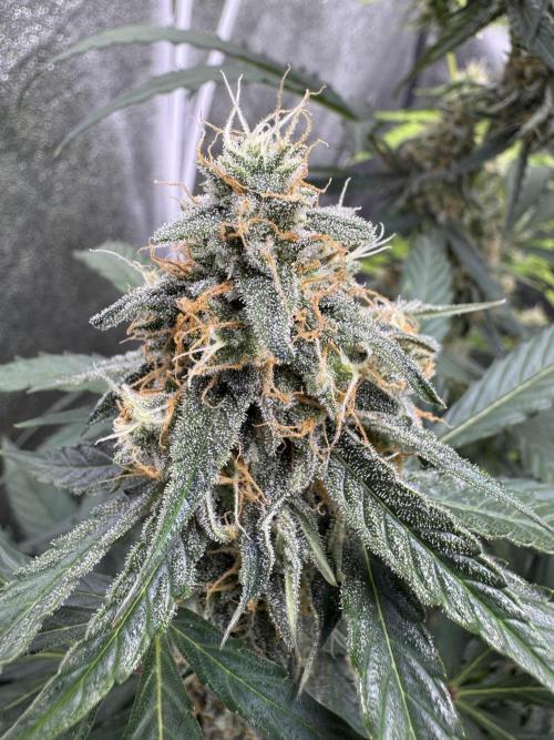 Wurlz F1 Autoflower - Zamnesia Seeds. Week 10