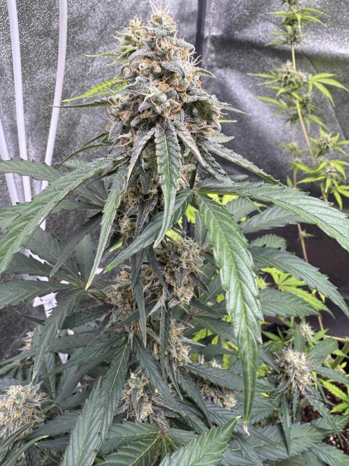 Wurlz F1 Autoflower - Zamnesia Seeds. Week 10