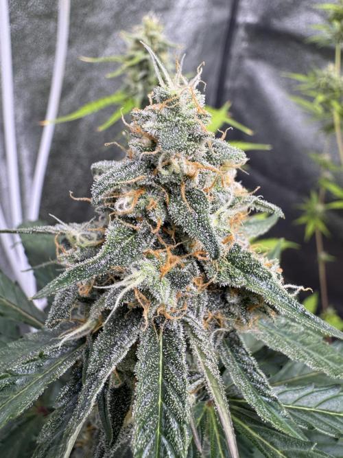 Wurlz F1 Autoflower - Zamnesia Seeds. Week 10