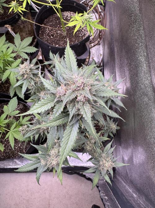 Caramel Auto - FastBuds. Week 12