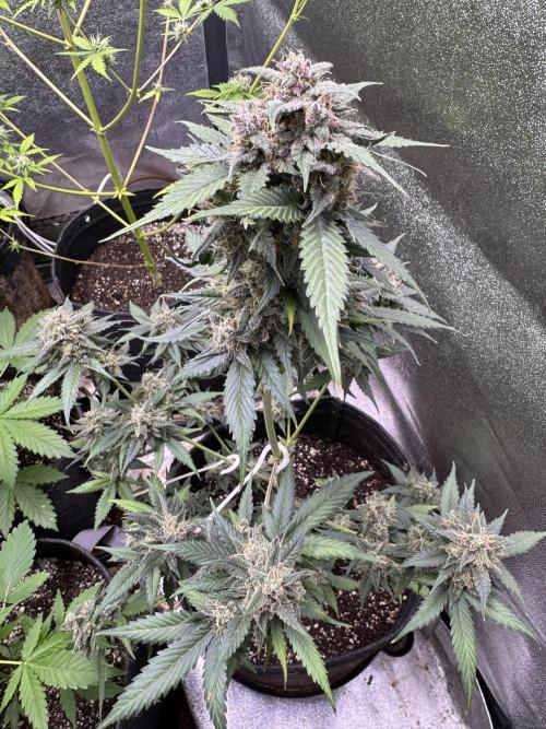 Caramel Auto - FastBuds. Week 12