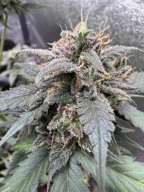 Caramel Auto - FastBuds. Week 12