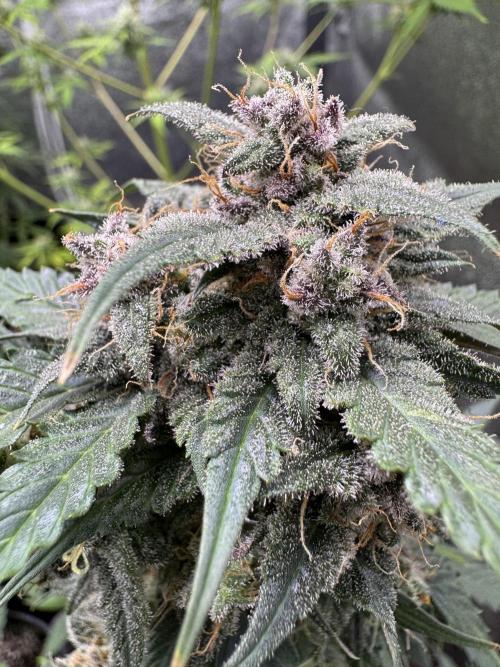 Caramel Auto - FastBuds. Week 12