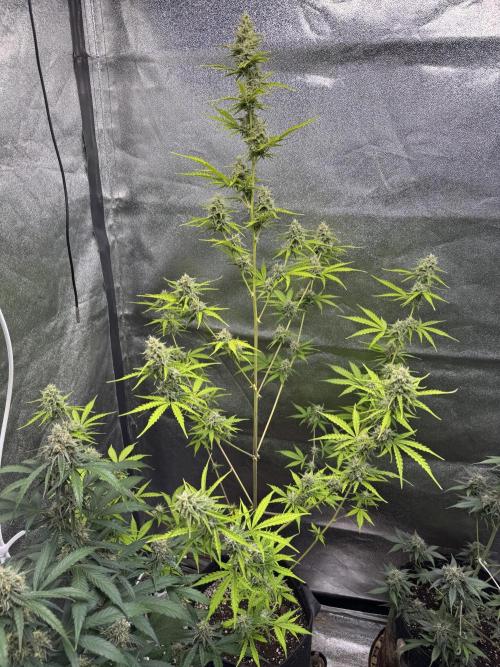 CBD Lemon Auto - Herbies Seeds. Week 9