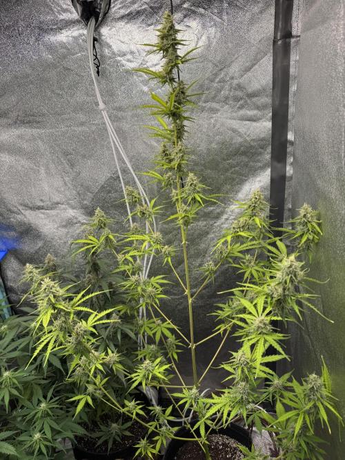 CBD Lemon Auto - Herbies Seeds. Week 9