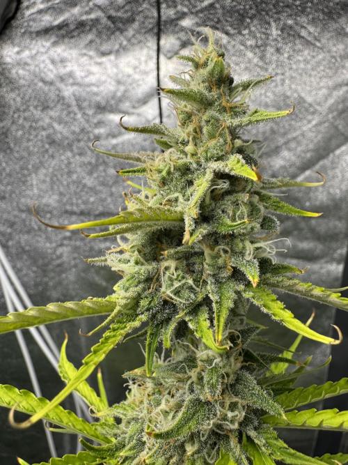 CBD Lemon Auto - Herbies Seeds. Week 9