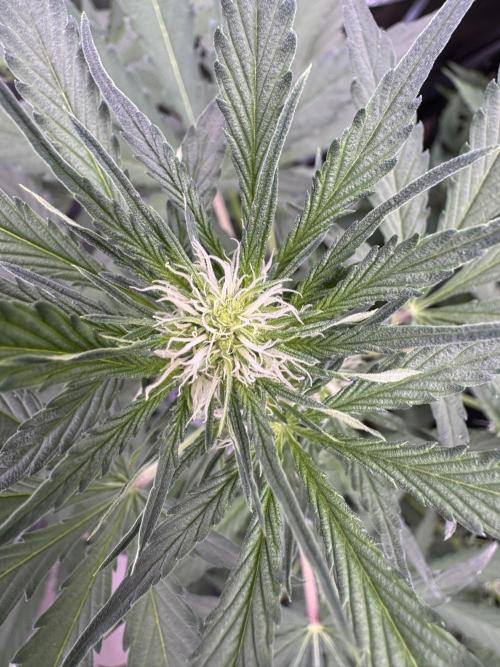 Sour Apple X Strawberry Gorilla Auto. Week 7