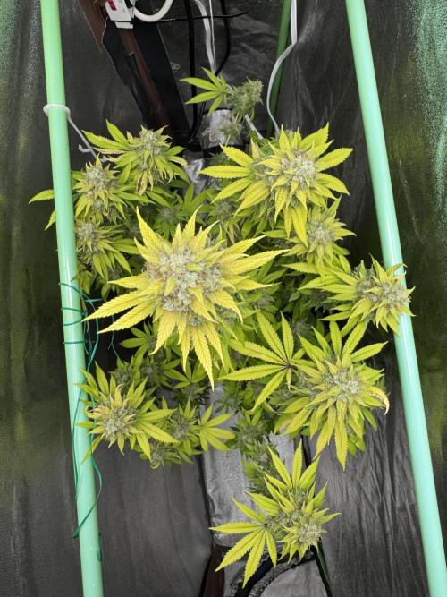 Big Demon by Divine Seeds. Week 19