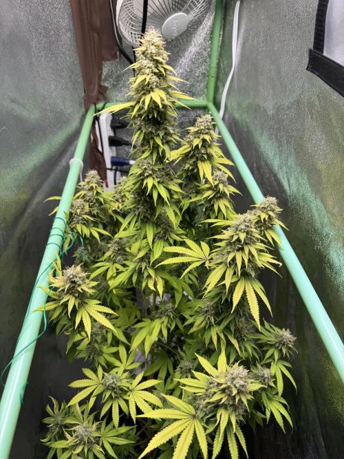 Big Demon by Divine Seeds. Week 19