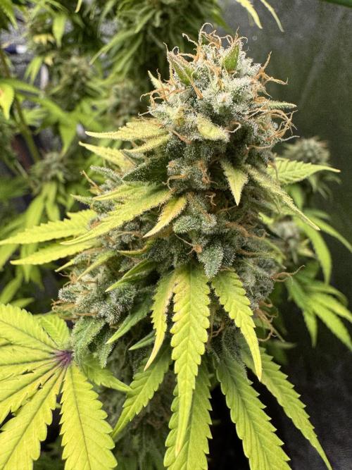 Big Demon by Divine Seeds. Week 19