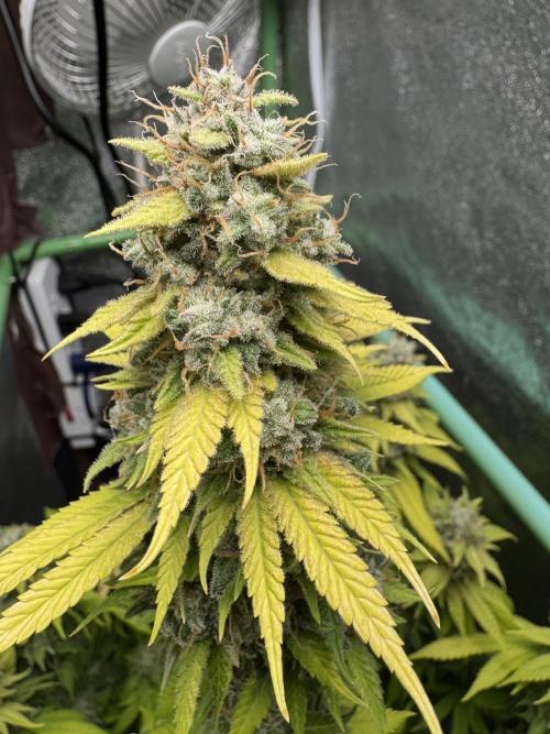 Big Demon by Divine Seeds. Week 19