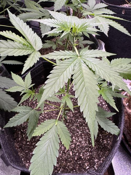 Purple Tangie Auto - Supernatural Seeds. Week 5