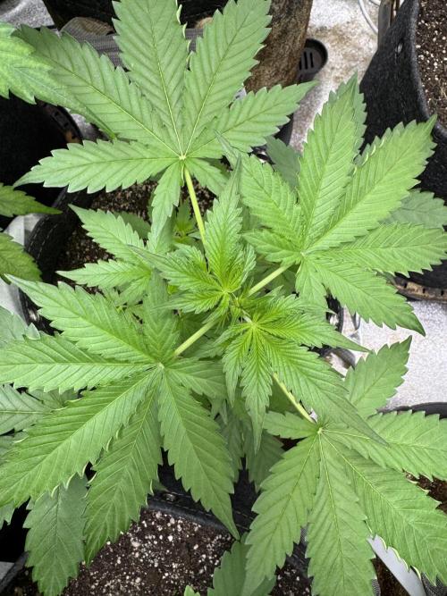 Wild Strawberry F1 Auto Run 2-TasteBudz. Week 4