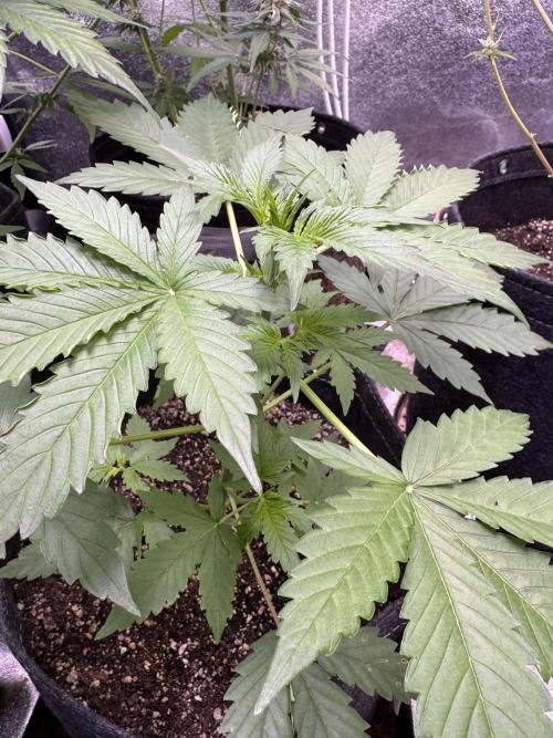 Wild Strawberry F1 Auto Run 2-TasteBudz. Week 4