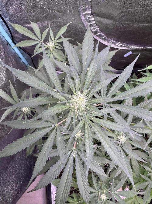 Sour Apple X Strawberry Gorilla Auto. Week 7