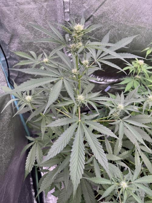 Sour Apple X Strawberry Gorilla Auto. Week 7