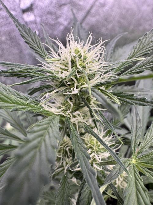 Sour Apple X Strawberry Gorilla Auto. Week 7