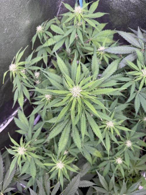 Apple Betty Auto from Herbies Seeds. Week 8