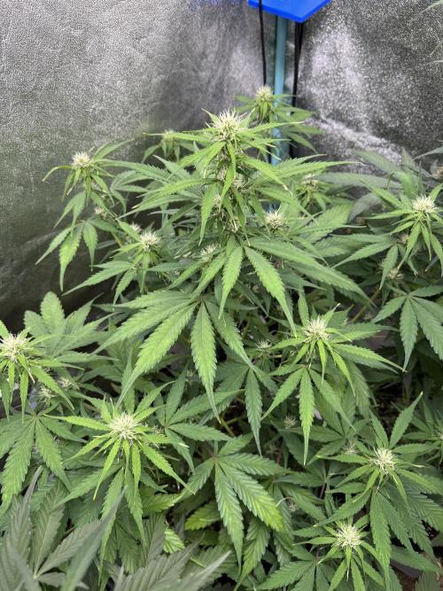 Apple Betty Auto from Herbies Seeds. Week 8