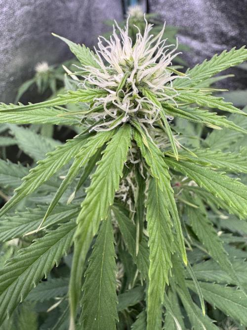 Apple Betty Auto from Herbies Seeds. Week 8