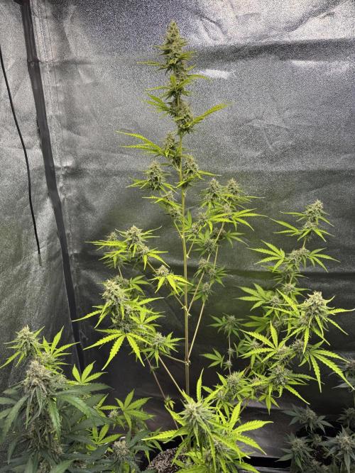 CBD Lemon Auto - Herbies Seeds. Week 9