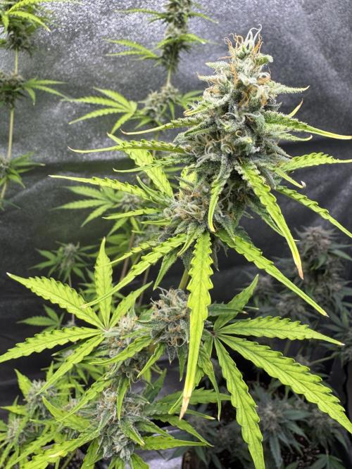 CBD Lemon Auto - Herbies Seeds. Week 9