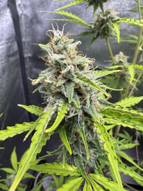 CBD Lemon Auto - Herbies Seeds. Week 9