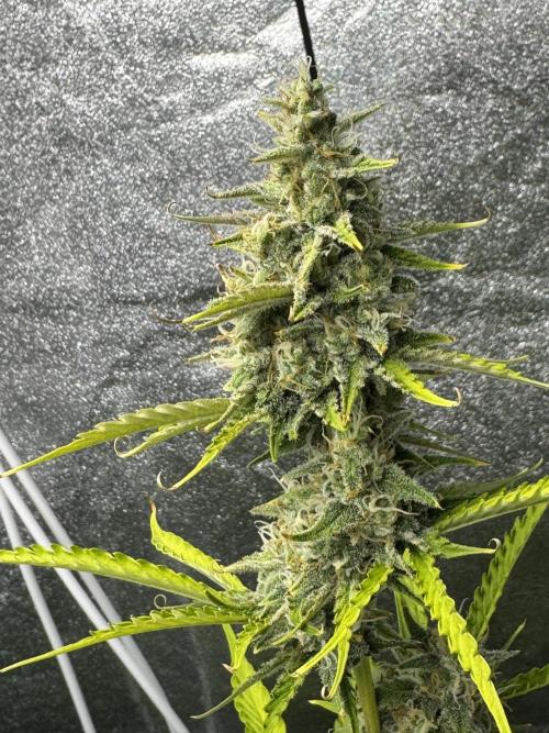 CBD Lemon Auto - Herbies Seeds. Week 9