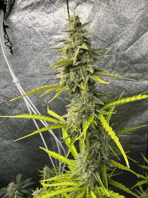 CBD Lemon Auto - Herbies Seeds. Week 9