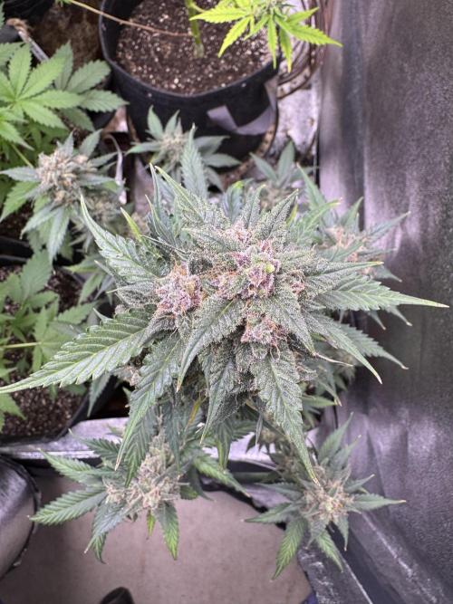 Caramel Auto - Ganja Farmer Seeds. Week 12