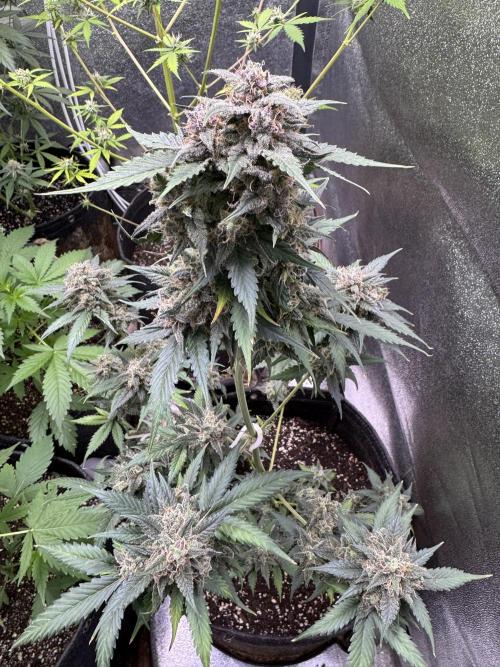 Caramel Auto - Ganja Farmer Seeds. Week 12