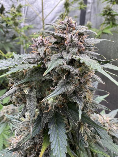 Caramel Auto - Ganja Farmer Seeds. Week 12