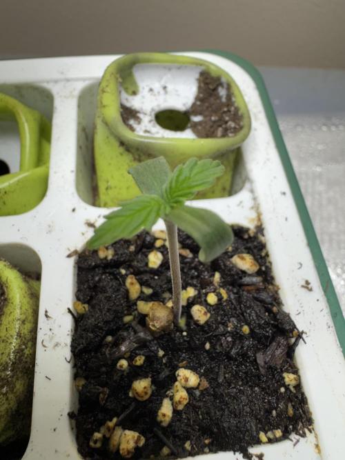 Sticky Broccoli Auto-Zamnesia. Week 0