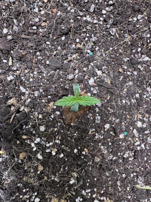 Sticky Broccoli Auto-Zamnesia. Week 1
