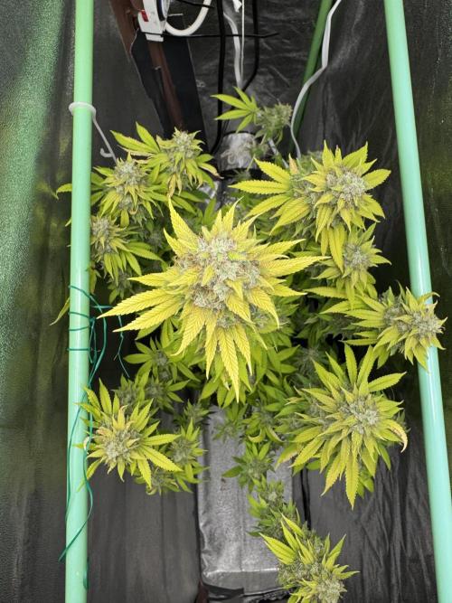 Big Demon by Divine Seeds. Week 20