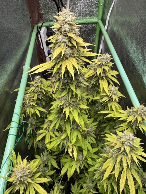 Big Demon by Divine Seeds. Week 20