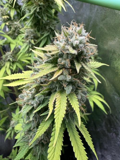 Big Demon by Divine Seeds. Week 20